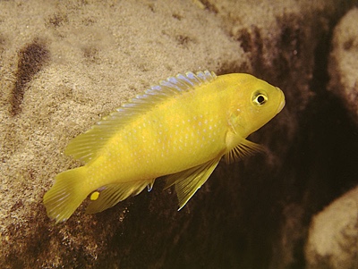 Maylandia lombardoi 'Mbenji Island'